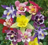 Пазл Поцелуй ангела