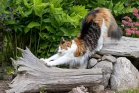 Пазл Потягиваясь