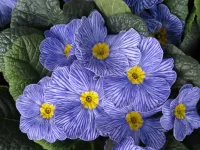 Пазл Примула