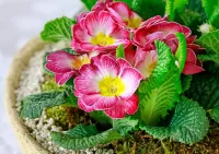 Пазл Примула