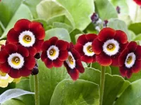 Пазл Примула ушковая