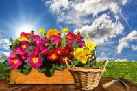 Пазл Примула в ящике