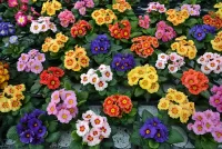 Пазл Примулы