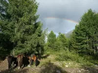 Пазл Привал