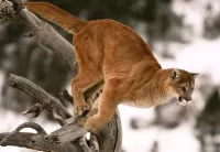 Пазл Прыжок