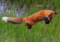 Пазл Прыжок