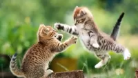 Пазл Прыжок котёнка