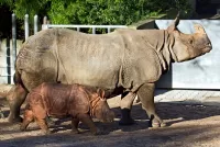 Пазл Прогулка с мамой