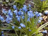 Пазл Пролеска