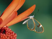 Пазл Прозрачная