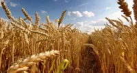 Пазл Пшеница