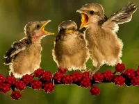 Пазл Птенцы