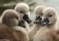 Пазл Птенцы