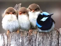 Пазл Птичий квартет