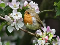 Пазл Птичка на яблоне