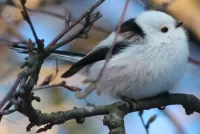 Пазл Птичка Шима