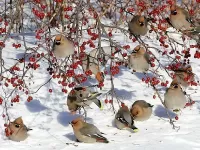 Пазл Птичья столовая