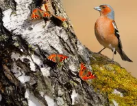 Пазл Птица и бабочки