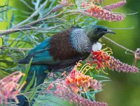 Пазл Птица и цветы