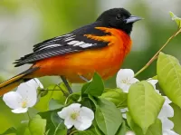 Пазл Птица и жасмин