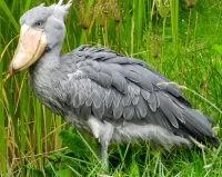 Пазл Птица китоглав 