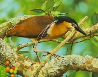 Пазл Птица кваква