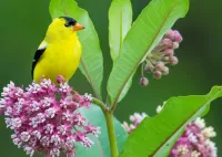 Пазл Птица на цветке