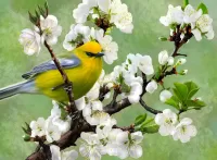 Пазл Птица на яблоне