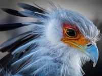 Пазл Птица секретарь