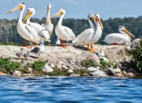 Пазл Птицы на берегу