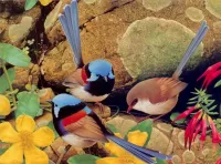 Пазл Птицы на камнях