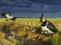 Пазл Птицы у ручья