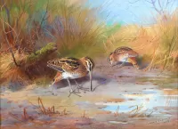 Пазл Птицы в траве