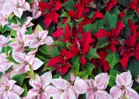 Пазл Пуансеттия