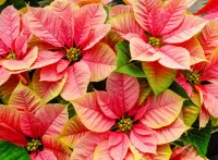 Пазл Пуансеттия 