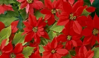 Пазл Пуансеттия