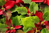 Пазл Пуансеттия