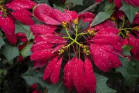 Пазл Пуансеттия