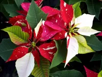 Пазл Пуансеттия 