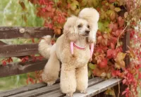 Пазл Пудель