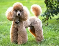 Пазл Пудель