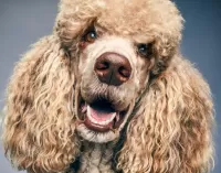 Пазл Пудель