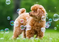 Пазл Пудель и пузыри
