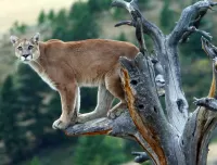 Пазл Пума на дереве