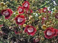 Пазл Пушечное дерево