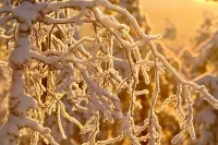 Пазл Пушистые ветки