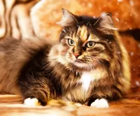 Пазл Пушистый питомец