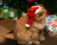 Пазл Пушистый Санта