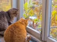 Пазл Пустите погреться