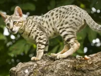 Пазл Пятнистая кошка 